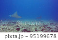 Manta ray on background blue 95199678