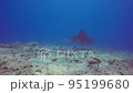 Manta ray on background blue 95199680