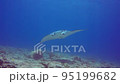Manta ray on background blue 95199682