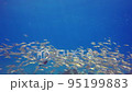A group of completely healed red red mullet Others 95199883