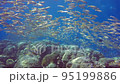 Flock of the acahipe 95199886