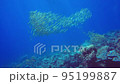 A flock of blue red mullet in the background 95199887