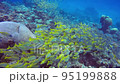 too many red mullet 95199888