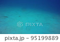 Wild Garden Eel (Garden Eel) 95199889