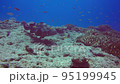 giant grouper 95199945