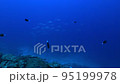 shark river 95199978
