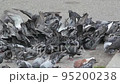 slow motion video, a bunch, a crowd of birds, urban pigeons jostling and eating food on the asphalt 95200238