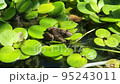 ヌマガエル 95243011