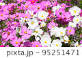 Autumn flowers, cosmos 95251471