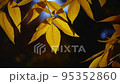 Autumn leaves on the sun and blurred trees . 95352860