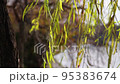 垂柳黃葉隨風搖曳[秋] 95383674
