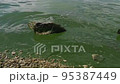 Natural background. Dirty, green water in a lake, river, pond. 95387449