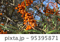 Sea buckthorn shaking on the wind with blue sky at background 95395871