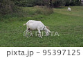 Goat grazing on green meadow 95397125