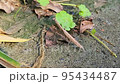 コカマキリ 95434487