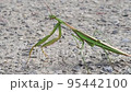 カマキリ 95442100