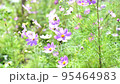 秋桜(コスモス)　秋の風景 95464983