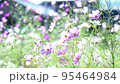 秋桜(コスモス)　秋の風景 95464984