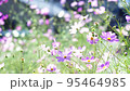 秋桜(コスモス)　秋の風景 95464985