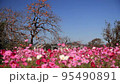 平原歴史公園　コスモス　 95490891