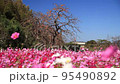 平原歴史公園　コスモス　 95490892