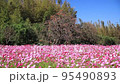 平原歴史公園　コスモス　 95490893