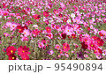 平原歴史公園　コスモス　 95490894