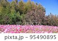 平原歴史公園　コスモス　 95490895