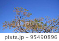 平原歴史公園　コスモス　 95490896