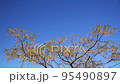 平原歴史公園　コスモス　 95490897