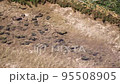 飯氏運動公園、秋桜、こすもす　JR唐津線、 95508905