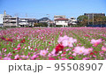 飯氏運動公園、秋桜、こすもす　JR唐津線、 95508907