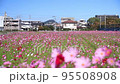 飯氏運動公園、秋桜、こすもす　JR唐津線、 95508908