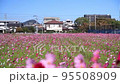 飯氏運動公園、秋桜、こすもす　JR唐津線、 95508909