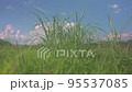 Green grass closeup under blue sky. Grass gently swaying in the wind. 95537085