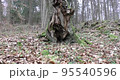 Late autumn in a mountain forest in cloudy weather 95540596