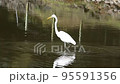 奈良にある池で餌を狙うダイサギ 95591356