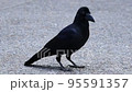 陸で出会ったカラス 95591357