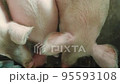 Modern farm with pigs and piglets.  95593108