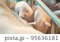Modern farm with pigs and piglets.  95636181