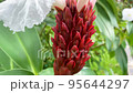 Closeup scene of Cheilocostus speciosus in the garden in Le Thi Rieng Park, Ho Chi Minh City 95644297