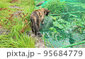 野良猫ちゃん 95684779