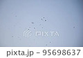 Flying crows in the sky. 95698637