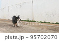 チワワ_歩く_舌ペロリ 95702070