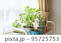 観葉植物に水やり 95725753
