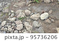 沿著霧峰山路走來走去的黃鼠狼 95736206