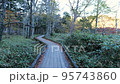 Scenery walking in the forest Walking in the forest Walking on the wooden path in the forest Autumn leaves 95743860