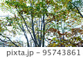 Pan shot from right to left looking up at trees with autumn leaves 95743861