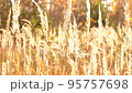 Reed grass in autumn, fall nature in sunny weather 95757698