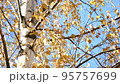 White birch tree with yellow leaves against blue sky, autumn nature, sunny weather in fall 95757699